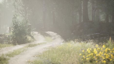 Sunbeams-entering-coniferous-stand-on-a-misty-summer-morning
